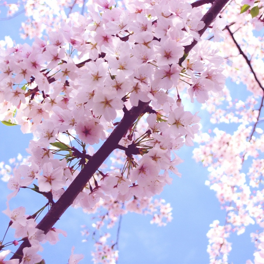 Meet your Posher, Lina 🙋🏻‍♀️💗✨💗✨💗